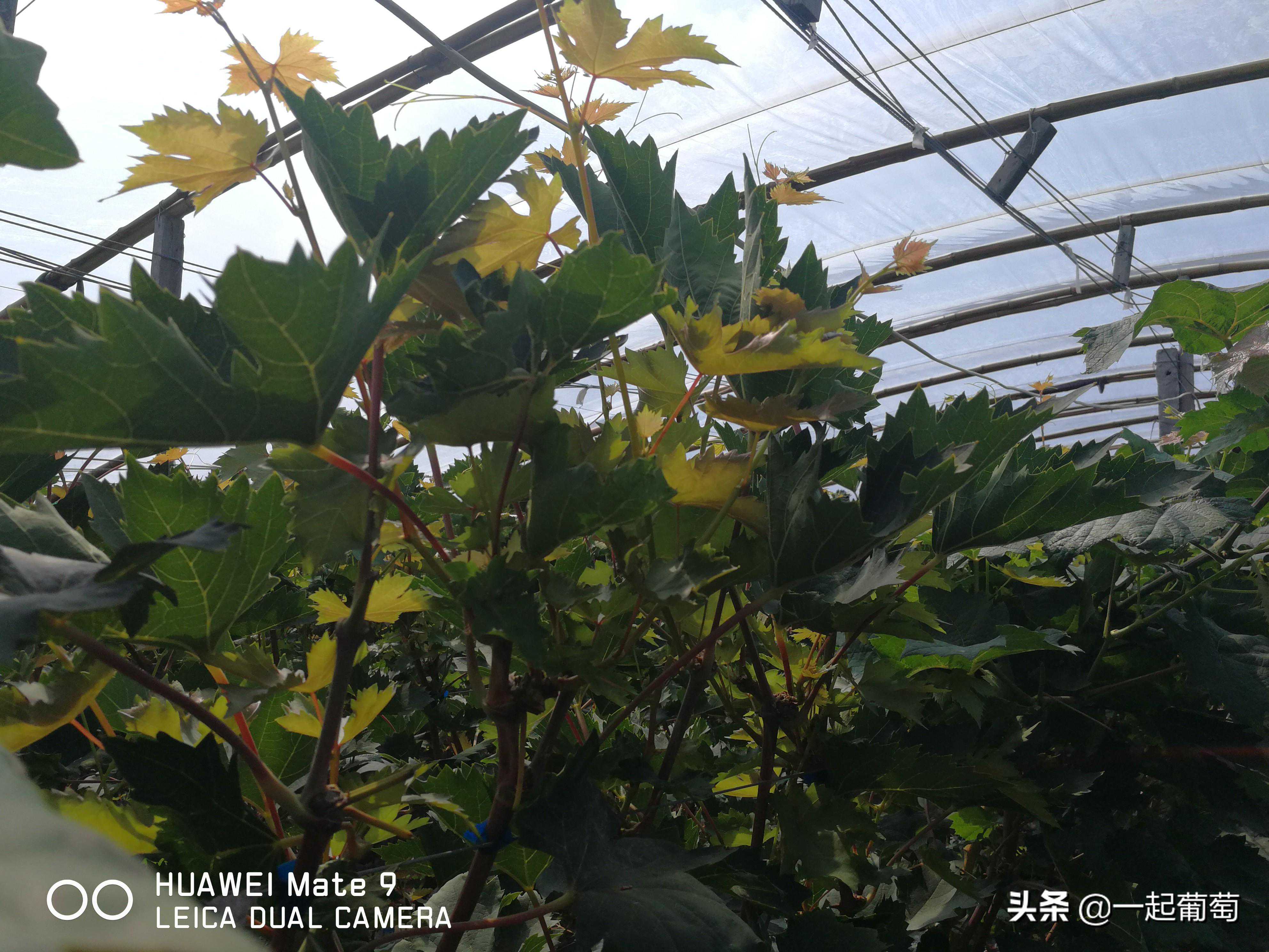 非主流的 "V" 型架，会不会是未来葡萄的主流架型
