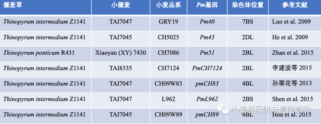 偃麦草抗白粉病基因发掘(二)